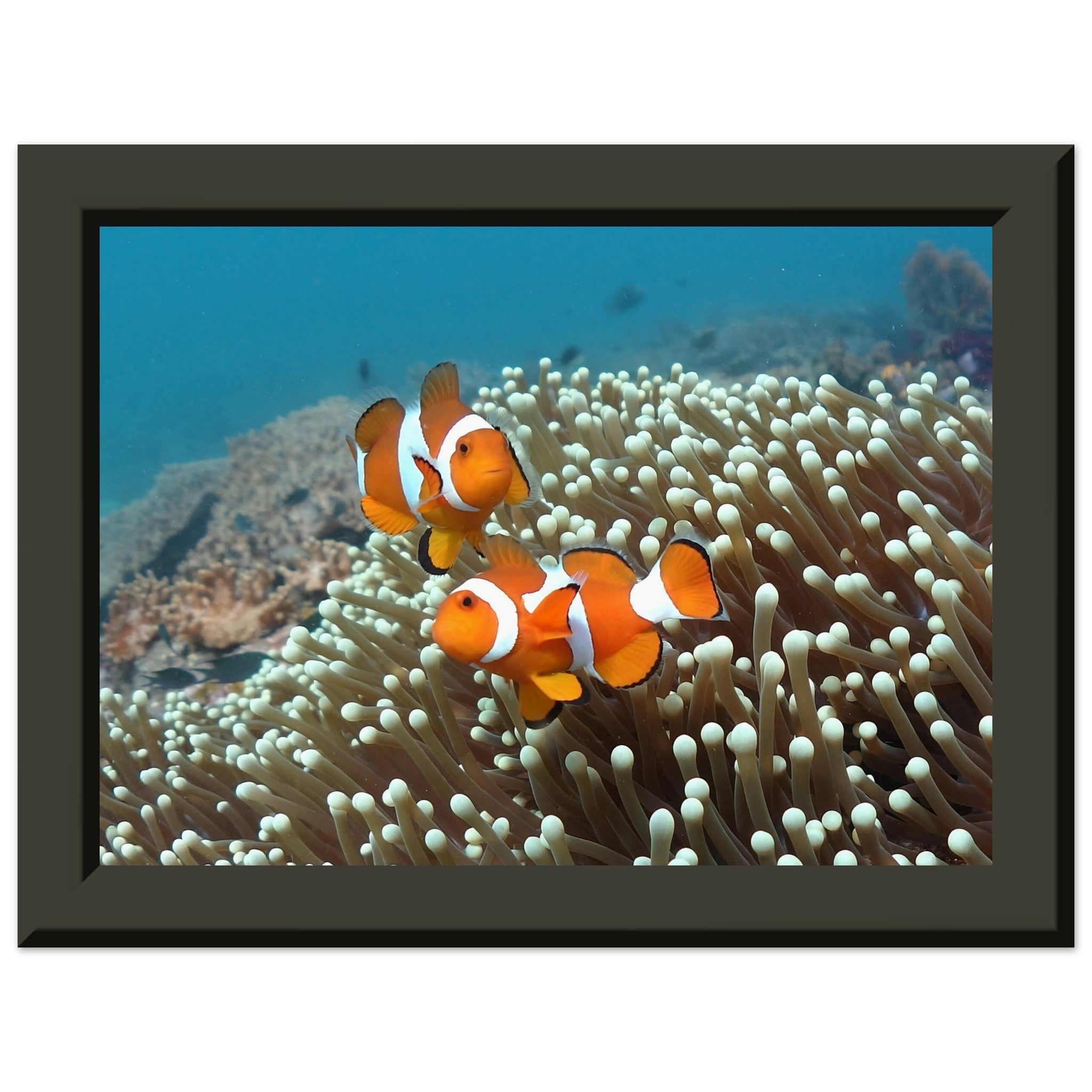 Getanzte Harmonie: Anemonenfische in Raja Ampat - Printree.ch Fisch, Foto, Fotografie, meer, Meereslandschaft, ozean, SABRINA SIGNER, Unterwasserwelt