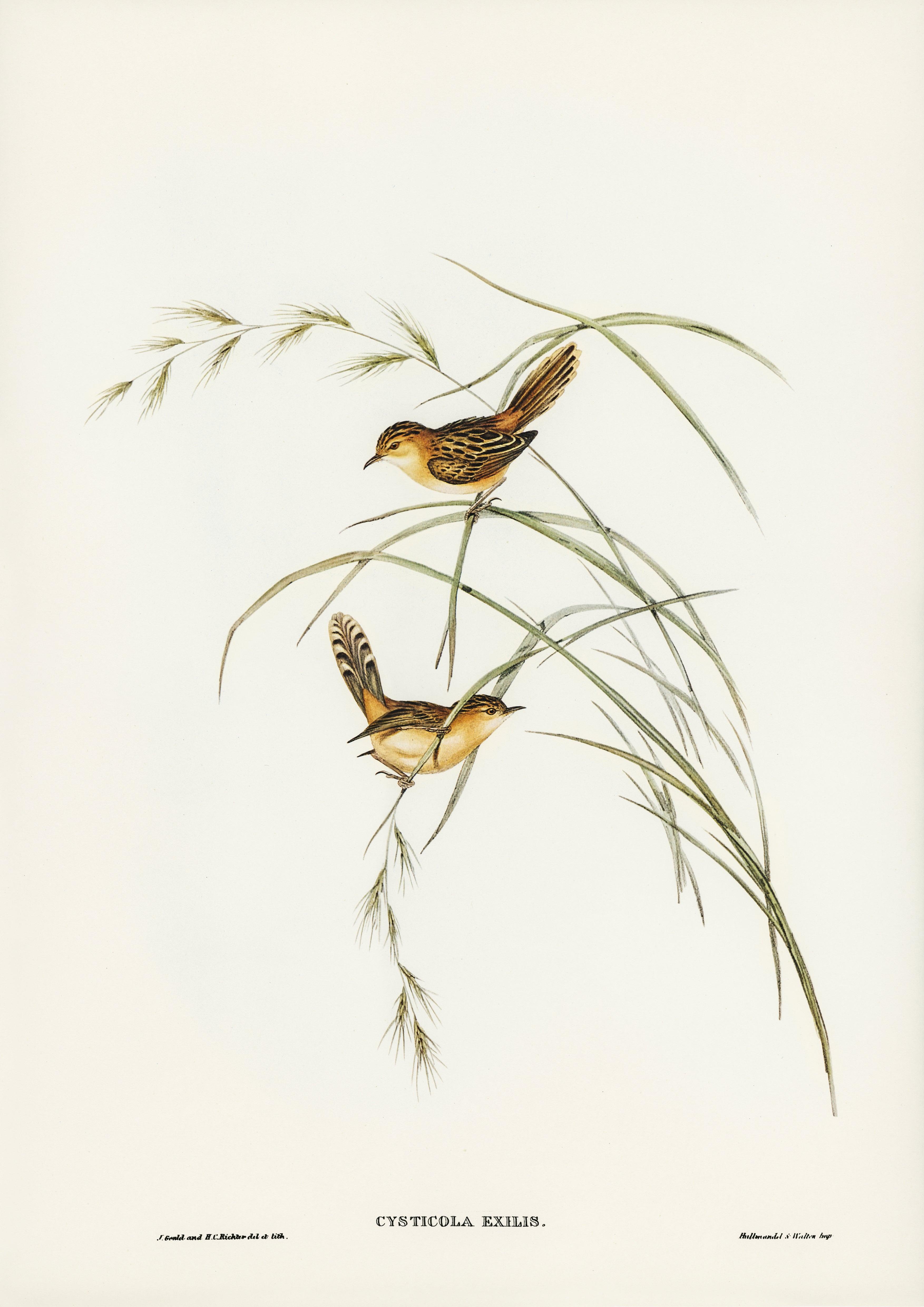 Goldkopf-Zistensänger Cisticola exilis - Printree.ch farbenfroh, handgezeichnet, john gould, Ornithologie, Poster, Singvogel, vintage, Vogel