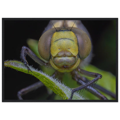 Grosse Königslibelle - Printree.ch Auge, Blume, erstaunliche natur, Farbe, farbig, Fauna, Fliege, Frühling, grün, im Freien, Insekt, Käfer, Macro, Makro, Nahaufnahme, Natur, Naturschönheit, natürlich, Pflanze, schön, Sommer, Tierwelt, Tilmann Schnyder, Umwelt, wild, Wildtiere