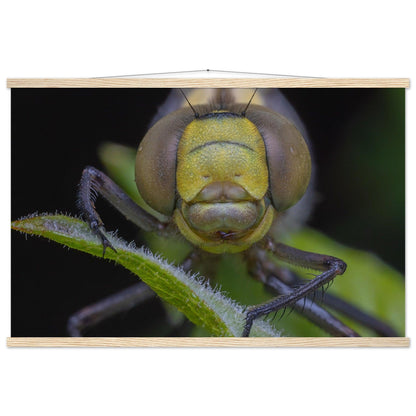 Grosse Königslibelle - Printree.ch Auge, Blume, erstaunliche natur, Farbe, farbig, Fauna, Fliege, Frühling, grün, im Freien, Insekt, Käfer, Macro, Makro, Nahaufnahme, Natur, Naturschönheit, natürlich, Pflanze, schön, Sommer, Tierwelt, Tilmann Schnyder, Umwelt, wild, Wildtiere