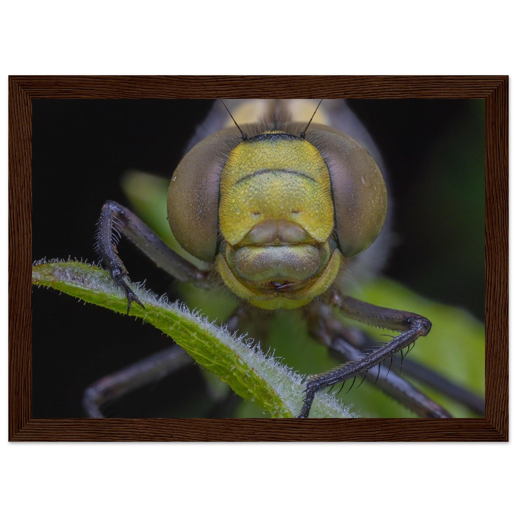 Grosse Königslibelle - Printree.ch Auge, Blume, erstaunliche natur, Farbe, farbig, Fauna, Fliege, Frühling, grün, im Freien, Insekt, Käfer, Macro, Makro, Nahaufnahme, Natur, Naturschönheit, natürlich, Pflanze, schön, Sommer, Tierwelt, Tilmann Schnyder, Umwelt, wild, Wildtiere