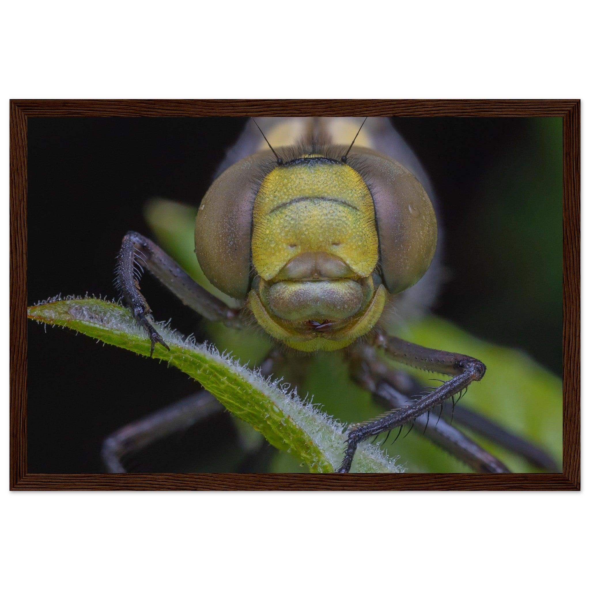 Grosse Königslibelle - Printree.ch Auge, Blume, erstaunliche natur, Farbe, farbig, Fauna, Fliege, Frühling, grün, im Freien, Insekt, Käfer, Macro, Makro, Nahaufnahme, Natur, Naturschönheit, natürlich, Pflanze, schön, Sommer, Tierwelt, Tilmann Schnyder, Umwelt, wild, Wildtiere