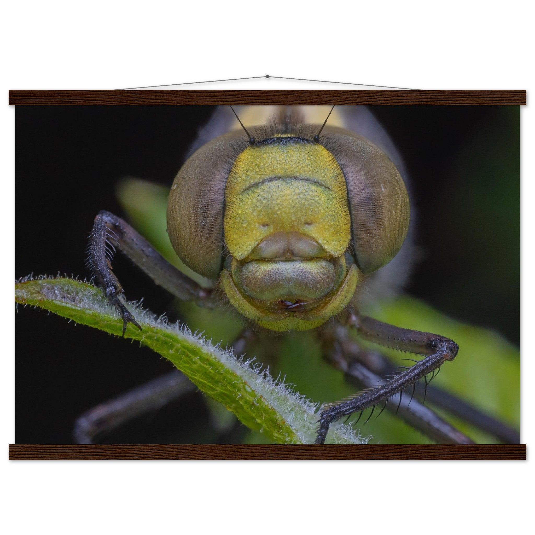 Grosse Königslibelle - Printree.ch Auge, Blume, erstaunliche natur, Farbe, farbig, Fauna, Fliege, Frühling, grün, im Freien, Insekt, Käfer, Macro, Makro, Nahaufnahme, Natur, Naturschönheit, natürlich, Pflanze, schön, Sommer, Tierwelt, Tilmann Schnyder, Umwelt, wild, Wildtiere