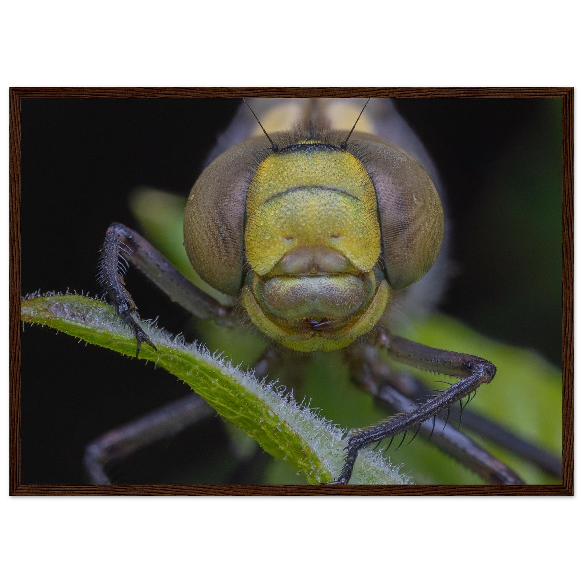 Grosse Königslibelle - Printree.ch Auge, Blume, erstaunliche natur, Farbe, farbig, Fauna, Fliege, Frühling, grün, im Freien, Insekt, Käfer, Macro, Makro, Nahaufnahme, Natur, Naturschönheit, natürlich, Pflanze, schön, Sommer, Tierwelt, Tilmann Schnyder, Umwelt, wild, Wildtiere