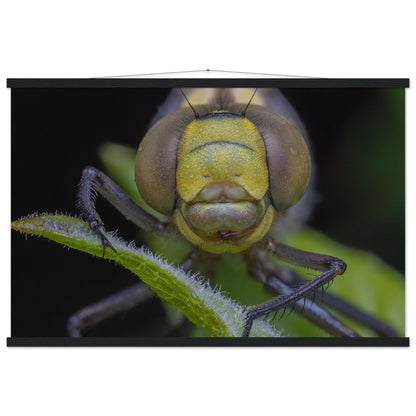 Grosse Königslibelle - Printree.ch Auge, Blume, erstaunliche natur, Farbe, farbig, Fauna, Fliege, Frühling, grün, im Freien, Insekt, Käfer, Macro, Makro, Nahaufnahme, Natur, Naturschönheit, natürlich, Pflanze, schön, Sommer, Tierwelt, Tilmann Schnyder, Umwelt, wild, Wildtiere