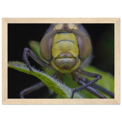 Grosse Königslibelle - Printree.ch Auge, Blume, erstaunliche natur, Farbe, farbig, Fauna, Fliege, Frühling, grün, im Freien, Insekt, Käfer, Macro, Makro, Nahaufnahme, Natur, Naturschönheit, natürlich, Pflanze, schön, Sommer, Tierwelt, Tilmann Schnyder, Umwelt, wild, Wildtiere