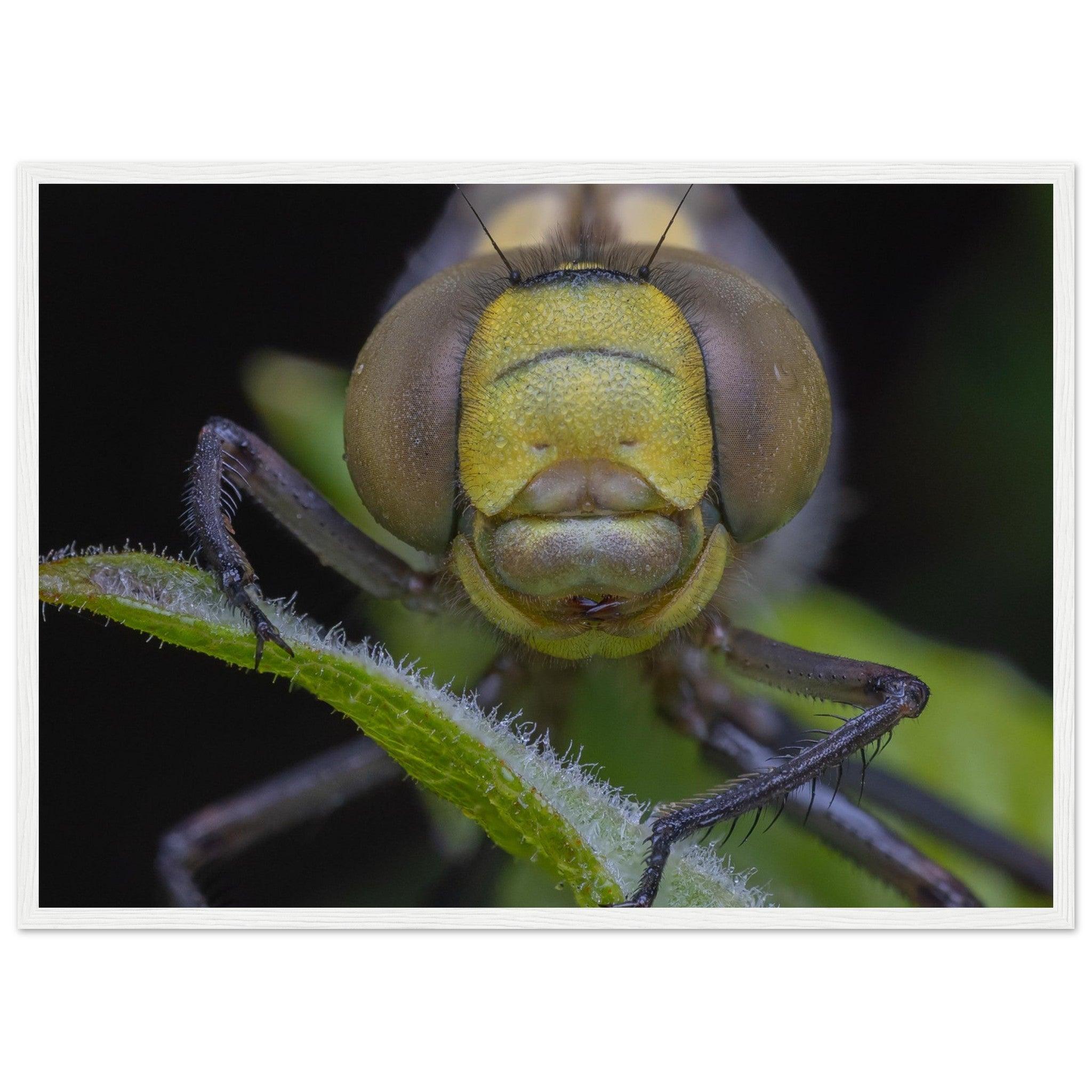 Grosse Königslibelle - Printree.ch Auge, Blume, erstaunliche natur, Farbe, farbig, Fauna, Fliege, Frühling, grün, im Freien, Insekt, Käfer, Macro, Makro, Nahaufnahme, Natur, Naturschönheit, natürlich, Pflanze, schön, Sommer, Tierwelt, Tilmann Schnyder, Umwelt, wild, Wildtiere