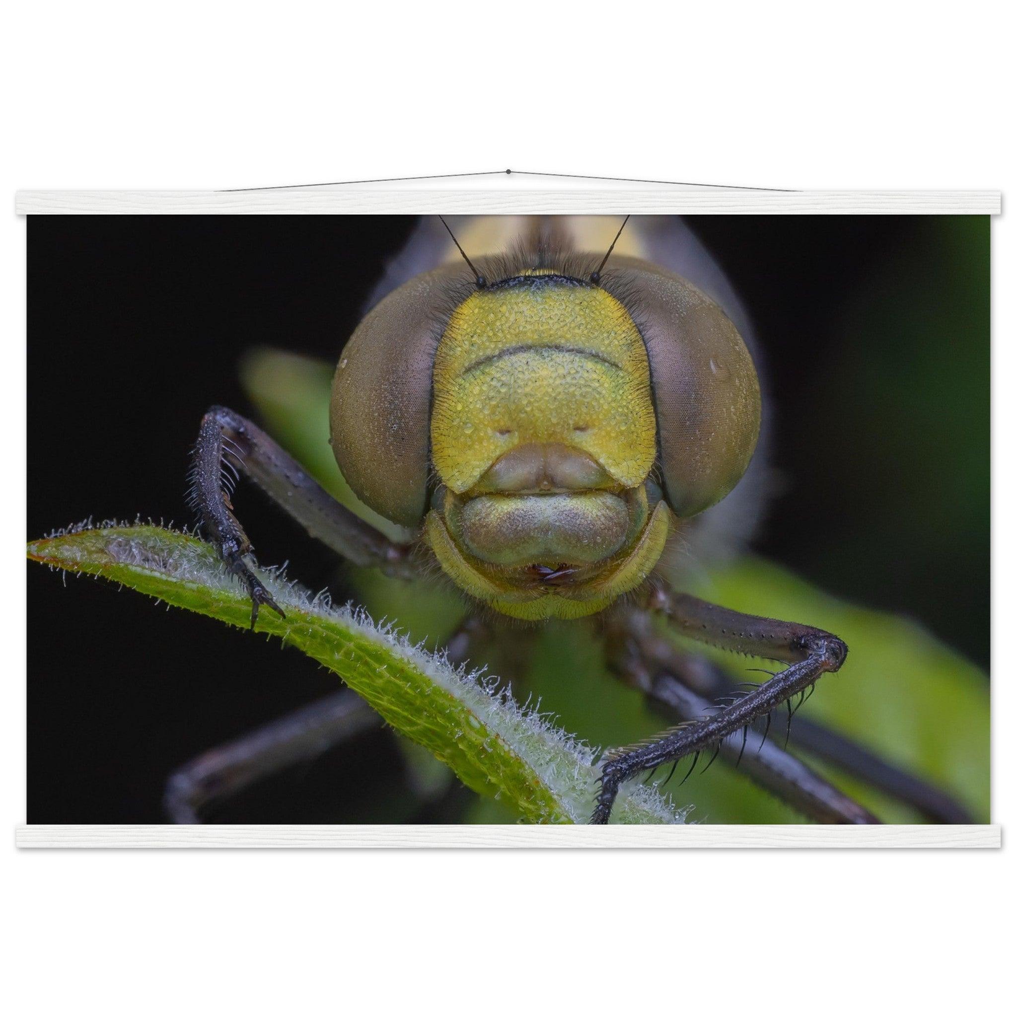 Grosse Königslibelle - Printree.ch Auge, Blume, erstaunliche natur, Farbe, farbig, Fauna, Fliege, Frühling, grün, im Freien, Insekt, Käfer, Macro, Makro, Nahaufnahme, Natur, Naturschönheit, natürlich, Pflanze, schön, Sommer, Tierwelt, Tilmann Schnyder, Umwelt, wild, Wildtiere