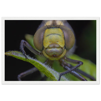 Grosse Königslibelle - Printree.ch Auge, Blume, erstaunliche natur, Farbe, farbig, Fauna, Fliege, Frühling, grün, im Freien, Insekt, Käfer, Macro, Makro, Nahaufnahme, Natur, Naturschönheit, natürlich, Pflanze, schön, Sommer, Tierwelt, Tilmann Schnyder, Umwelt, wild, Wildtiere