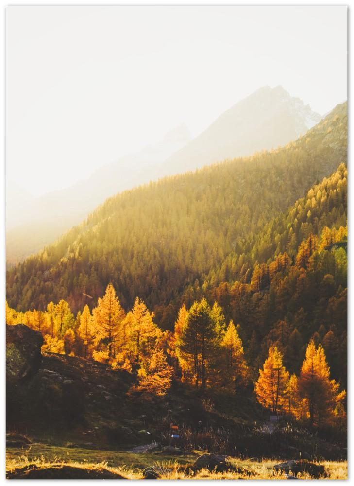 Herbst Wald mit bunten Lärchen, Wallis - Printree.ch aktiv, bach, bergbach, berge, Foto, Fotografie, herbst, landschaft, natur, Poster, Schweiz, schweizer alpen, sommer, sport, torrent, wandern, wanderung