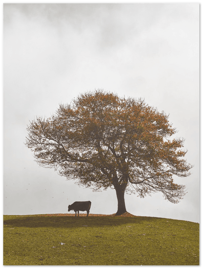 Herbstbild mit Baum und Kuh - Printree.ch Alpen, Baum, Berg, Berge, einfachschweizer, exklusiv, Foto, Fotografie, Gras, grün, Hintergrund, Holz, Land, Landschaft, Landwirtschaft, ländlich, Milch, Natur, natürlich, Poster, Schweiz, Sommer, Tier, Umwelt, Weide, Wiese