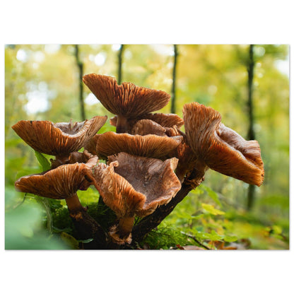 Herbstliche Pracht: Pilzcluster im Tageslicht - Printree.ch Foto, Fotografie, Makro, Makrofotografie, Martin_Reichenbach, Natur, pilz, wald, Waldgebiet