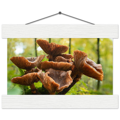 Herbstliche Pracht: Pilzcluster im Tageslicht - Printree.ch Foto, Fotografie, Makro, Makrofotografie, Martin_Reichenbach, Natur, pilz, wald, Waldgebiet