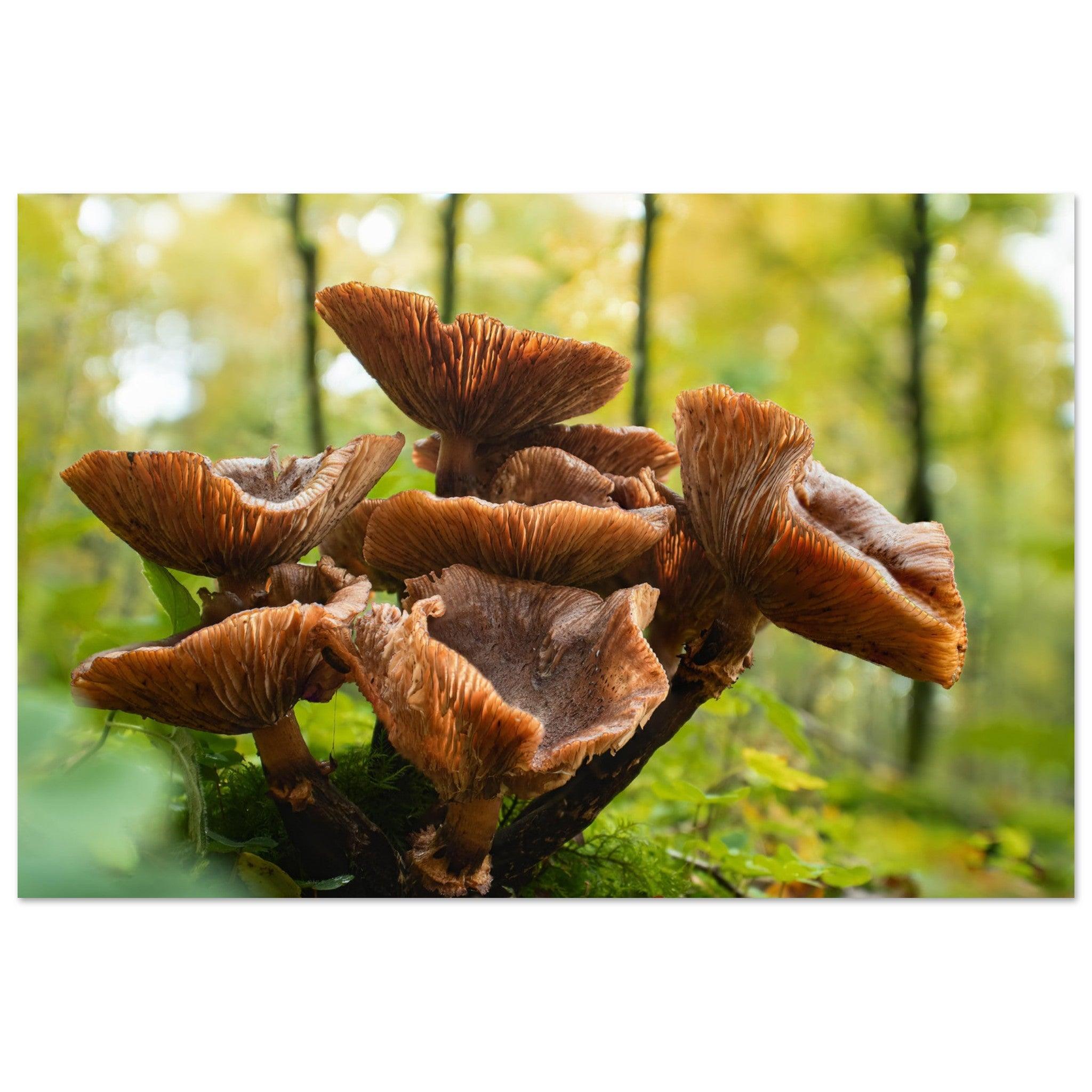 Herbstliche Pracht: Pilzcluster im Tageslicht - Printree.ch Foto, Fotografie, Makro, Makrofotografie, Martin_Reichenbach, Natur, pilz, wald, Waldgebiet