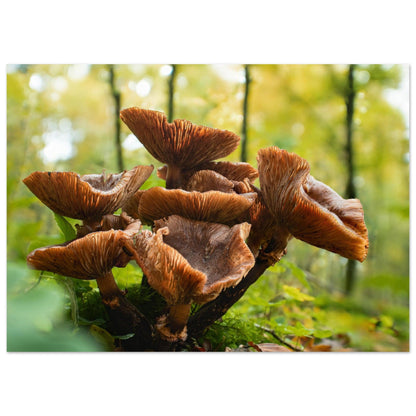 Herbstliche Pracht: Pilzcluster im Tageslicht - Printree.ch Foto, Fotografie, Makro, Makrofotografie, Martin_Reichenbach, Natur, pilz, wald, Waldgebiet