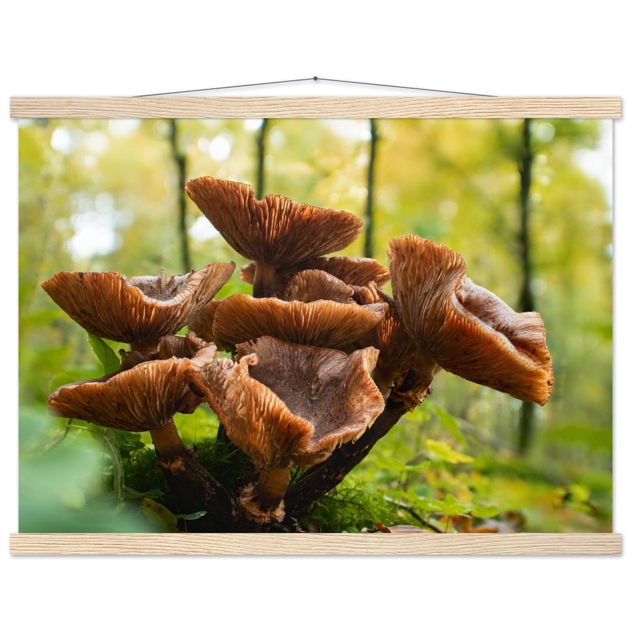 Herbstliche Pracht: Pilzcluster im Tageslicht - Printree.ch Foto, Fotografie, Makro, Makrofotografie, Martin_Reichenbach, Natur, pilz, wald, Waldgebiet