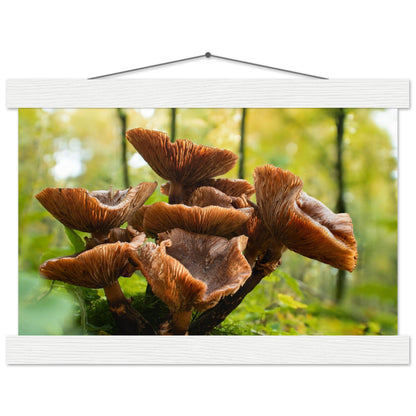 Herbstliche Pracht: Pilzcluster im Tageslicht - Printree.ch Foto, Fotografie, Makro, Makrofotografie, Martin_Reichenbach, Natur, pilz, wald, Waldgebiet