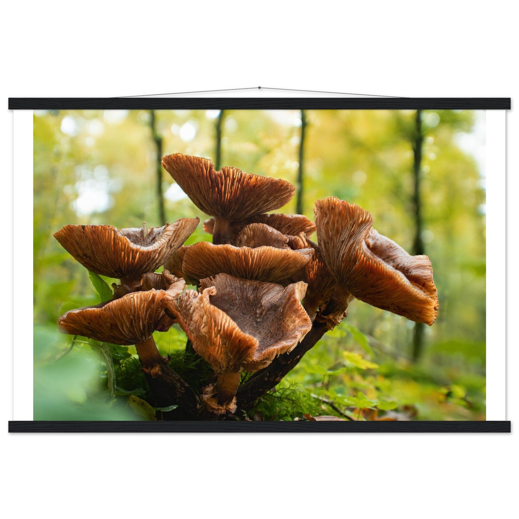 Herbstliche Pracht: Pilzcluster im Tageslicht - Printree.ch Foto, Fotografie, Makro, Makrofotografie, Martin_Reichenbach, Natur, pilz, wald, Waldgebiet