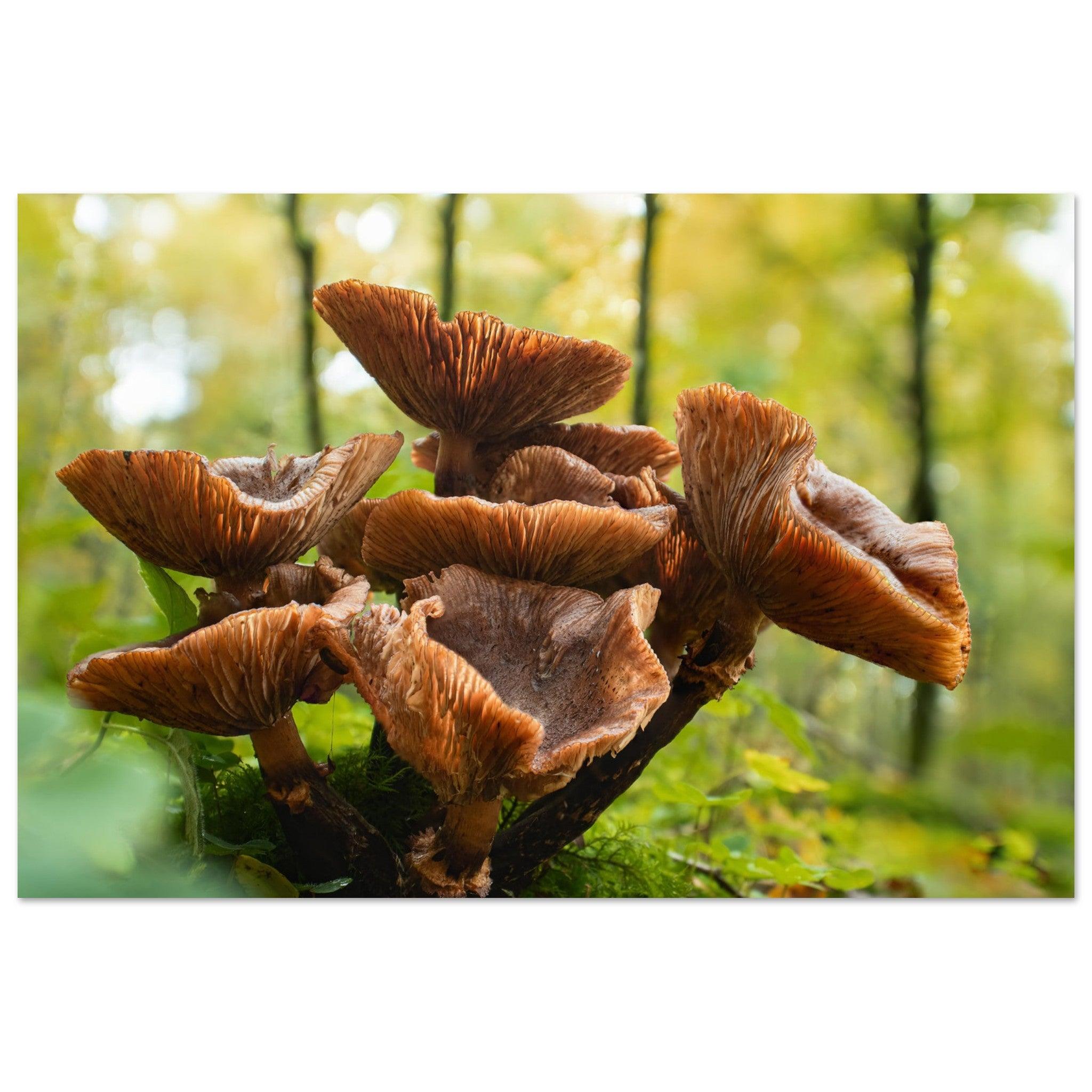 Herbstliche Pracht: Pilzcluster im Tageslicht - Printree.ch Foto, Fotografie, Makro, Makrofotografie, Martin_Reichenbach, Natur, pilz, wald, Waldgebiet