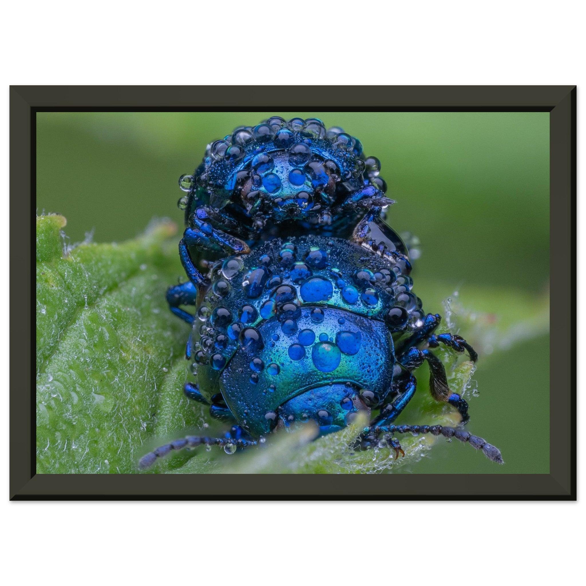 Himmelblaue Blattkäfer im Tau - Printree.ch Auge, Blume, erstaunliche natur, Farbe, farbig, Fauna, Fliege, Frühling, grün, im Freien, Insekt, Käfer, Macro, Makro, Nahaufnahme, Natur, Naturschönheit, natürlich, Pflanze, schön, Sommer, Tierwelt, Tilmann Schnyder, Umwelt, wild, Wildtiere