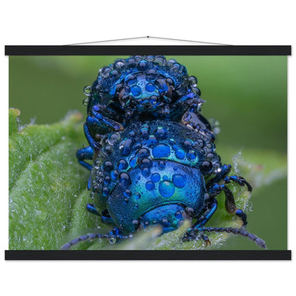 Himmelblaue Blattkäfer im Tau - Printree.ch Auge, Blume, erstaunliche natur, Farbe, farbig, Fauna, Fliege, Frühling, grün, im Freien, Insekt, Käfer, Macro, Makro, Nahaufnahme, Natur, Naturschönheit, natürlich, Pflanze, schön, Sommer, Tierwelt, Tilmann Schnyder, Umwelt, wild, Wildtiere