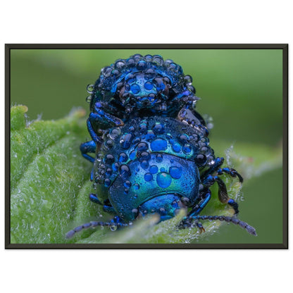 Himmelblaue Blattkäfer im Tau - Printree.ch Auge, Blume, erstaunliche natur, Farbe, farbig, Fauna, Fliege, Frühling, grün, im Freien, Insekt, Käfer, Macro, Makro, Nahaufnahme, Natur, Naturschönheit, natürlich, Pflanze, schön, Sommer, Tierwelt, Tilmann Schnyder, Umwelt, wild, Wildtiere