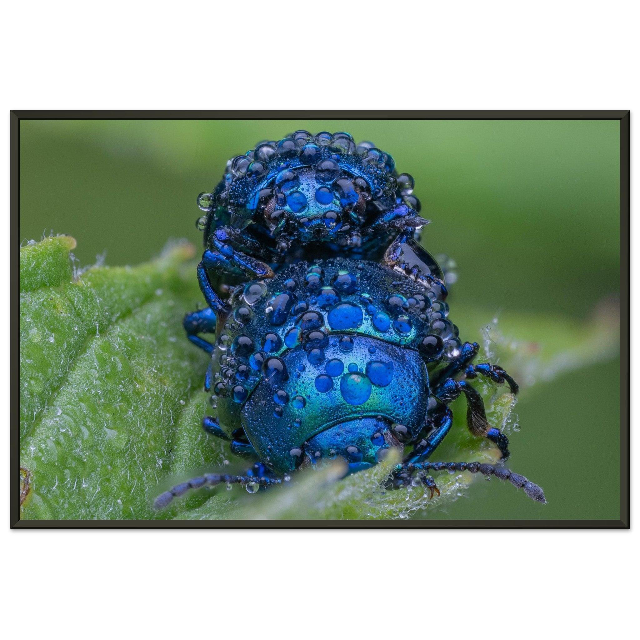 Himmelblaue Blattkäfer im Tau - Printree.ch Auge, Blume, erstaunliche natur, Farbe, farbig, Fauna, Fliege, Frühling, grün, im Freien, Insekt, Käfer, Macro, Makro, Nahaufnahme, Natur, Naturschönheit, natürlich, Pflanze, schön, Sommer, Tierwelt, Tilmann Schnyder, Umwelt, wild, Wildtiere