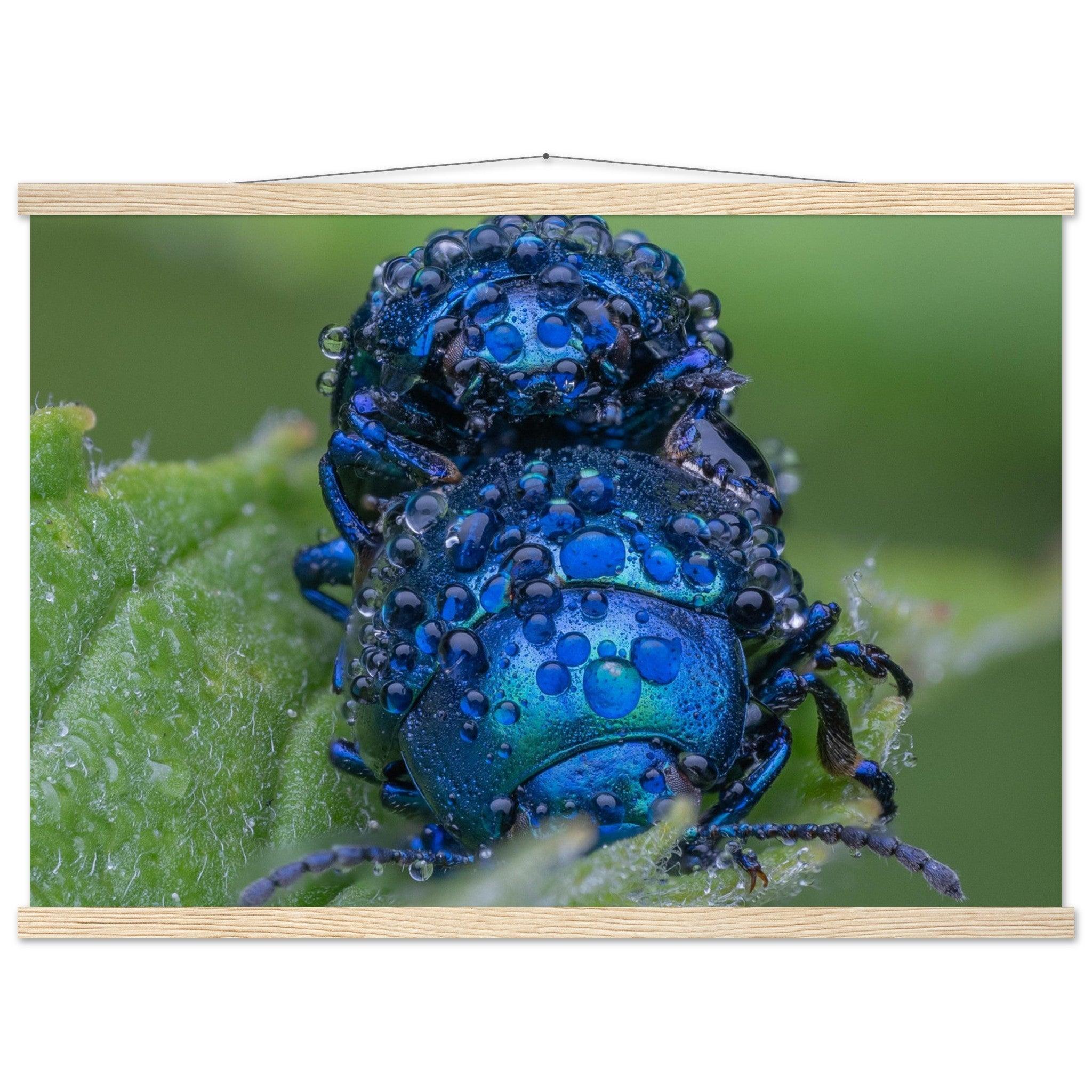 Himmelblaue Blattkäfer im Tau - Printree.ch Auge, Blume, erstaunliche natur, Farbe, farbig, Fauna, Fliege, Frühling, grün, im Freien, Insekt, Käfer, Macro, Makro, Nahaufnahme, Natur, Naturschönheit, natürlich, Pflanze, schön, Sommer, Tierwelt, Tilmann Schnyder, Umwelt, wild, Wildtiere