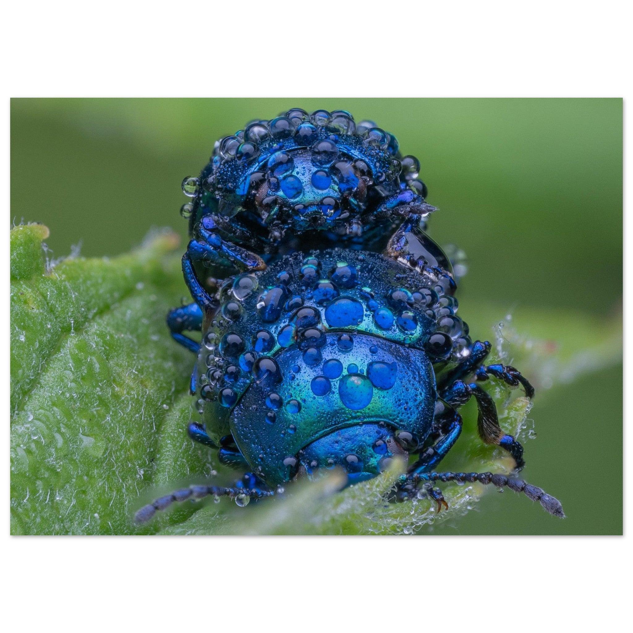 Himmelblaue Blattkäfer im Tau - Printree.ch Auge, Blume, erstaunliche natur, Farbe, farbig, Fauna, Fliege, Frühling, grün, im Freien, Insekt, Käfer, Macro, Makro, Nahaufnahme, Natur, Naturschönheit, natürlich, Pflanze, schön, Sommer, Tierwelt, Tilmann Schnyder, Umwelt, wild, Wildtiere