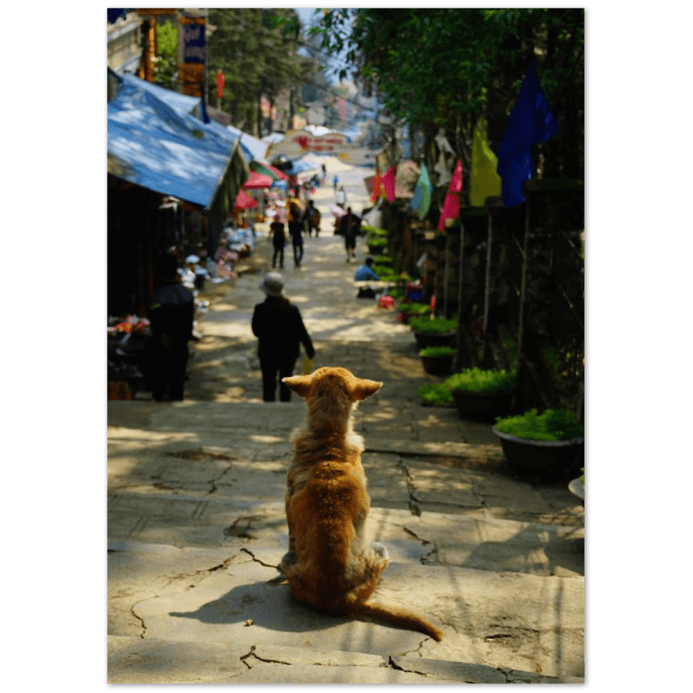 Hund in SaPa - Printree.ch asiatisch, Asien, einfachschweizer, exklusiv, Foto, Fotografie, haustier, hund, im freien, niedlich, Poster, rasse, Reisen, schön, straße, städtisch, tier, vietnam