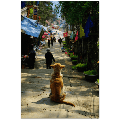 Hund in SaPa - Printree.ch asiatisch, Asien, einfachschweizer, exklusiv, Foto, Fotografie, haustier, hund, im freien, niedlich, Poster, rasse, Reisen, schön, straße, städtisch, tier, vietnam