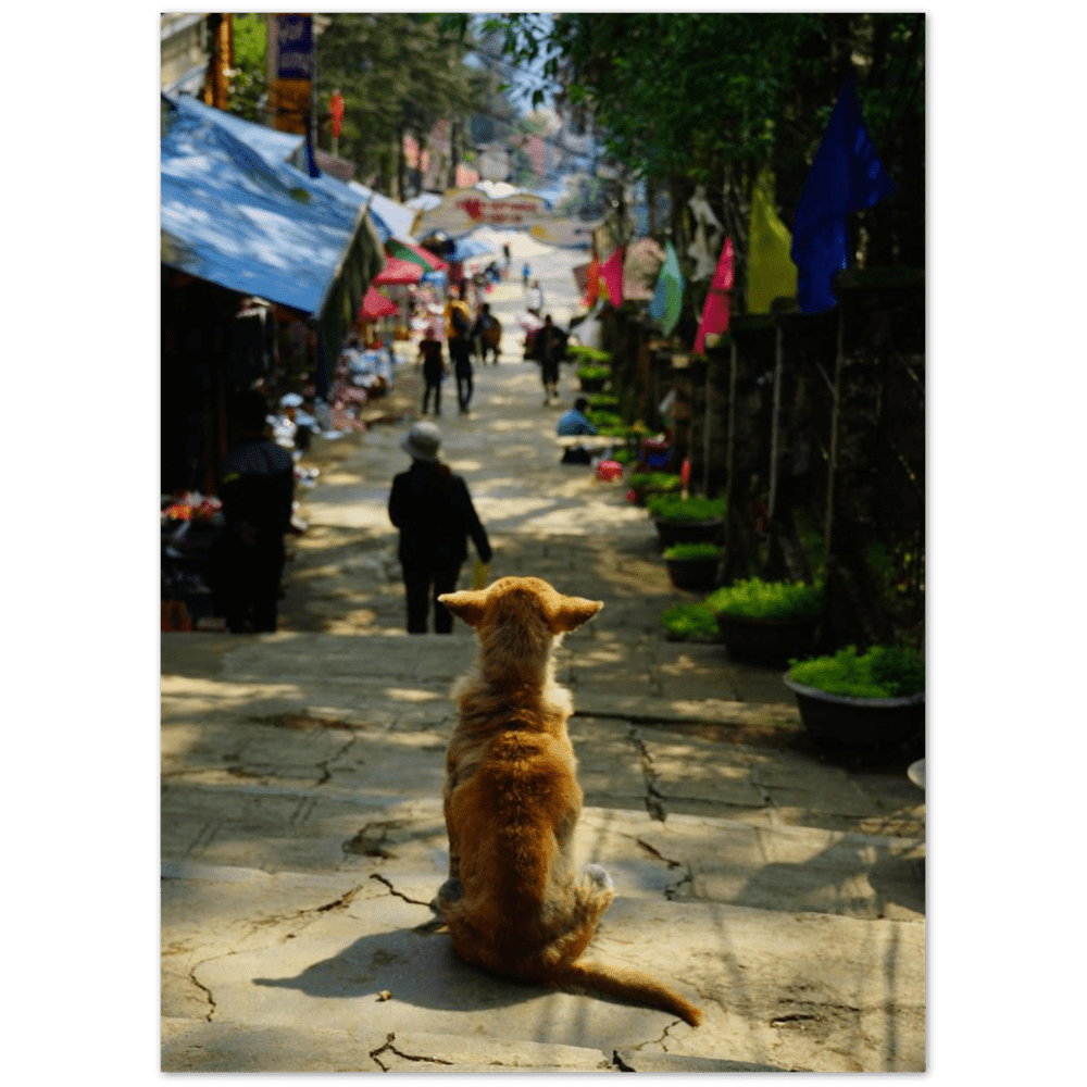 Hund in SaPa - Printree.ch asiatisch, Asien, einfachschweizer, exklusiv, Foto, Fotografie, haustier, hund, im freien, niedlich, Poster, rasse, Reisen, schön, straße, städtisch, tier, vietnam