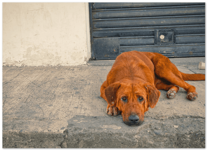 Hundeblick - Printree.ch einfachschweizer, eisen, exklusiv, Foto, Fotografie, haustier, hund, im freien, niedlich, Poster, rasse, Reisen, straße, städtisch, Südamerika, tier, Tiere