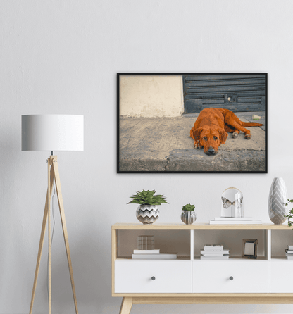 Hundeblick - Printree.ch einfachschweizer, eisen, exklusiv, Foto, Fotografie, haustier, hund, im freien, niedlich, Poster, rasse, Reisen, straße, städtisch, Südamerika, tier, Tiere