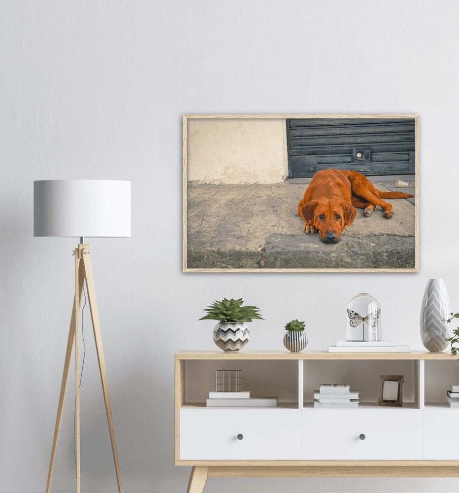 Hundeblick - Printree.ch einfachschweizer, eisen, exklusiv, Foto, Fotografie, haustier, hund, im freien, niedlich, Poster, rasse, Reisen, straße, städtisch, Südamerika, tier, Tiere