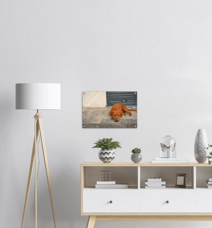 Hundeblick - Printree.ch einfachschweizer, eisen, exklusiv, Foto, Fotografie, haustier, hund, im freien, niedlich, Poster, rasse, Reisen, straße, städtisch, Südamerika, tier, Tiere