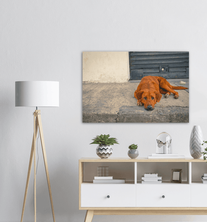 Hundeblick - Printree.ch einfachschweizer, eisen, exklusiv, Foto, Fotografie, haustier, hund, im freien, niedlich, Poster, rasse, Reisen, straße, städtisch, Südamerika, tier, Tiere