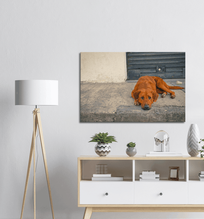 Hundeblick - Printree.ch einfachschweizer, eisen, exklusiv, Foto, Fotografie, haustier, hund, im freien, niedlich, Poster, rasse, Reisen, straße, städtisch, Südamerika, tier, Tiere