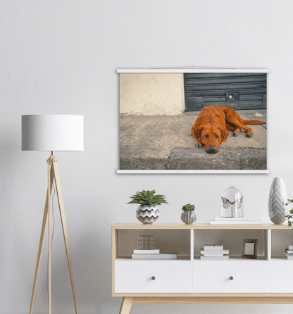 Hundeblick - Printree.ch einfachschweizer, eisen, exklusiv, Foto, Fotografie, haustier, hund, im freien, niedlich, Poster, rasse, Reisen, straße, städtisch, Südamerika, tier, Tiere