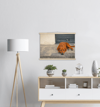 Hundeblick - Printree.ch einfachschweizer, eisen, exklusiv, Foto, Fotografie, haustier, hund, im freien, niedlich, Poster, rasse, Reisen, straße, städtisch, Südamerika, tier, Tiere