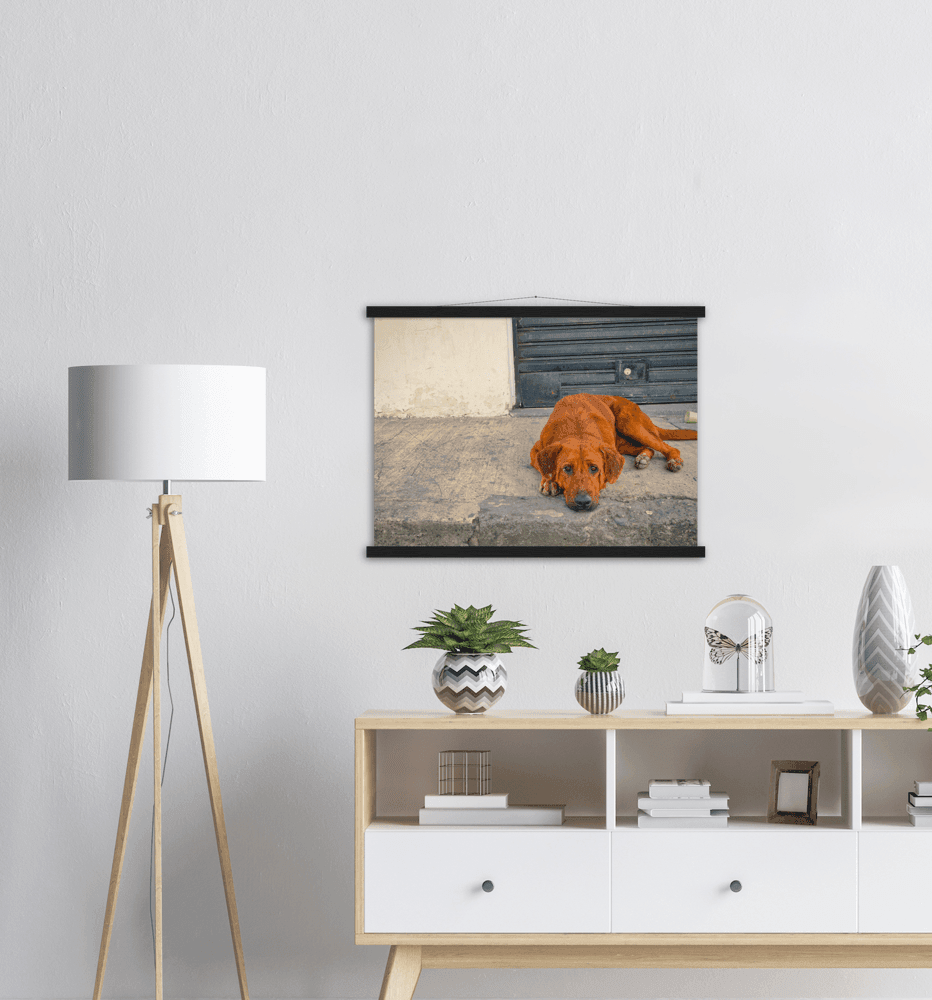 Hundeblick - Printree.ch einfachschweizer, eisen, exklusiv, Foto, Fotografie, haustier, hund, im freien, niedlich, Poster, rasse, Reisen, straße, städtisch, Südamerika, tier, Tiere