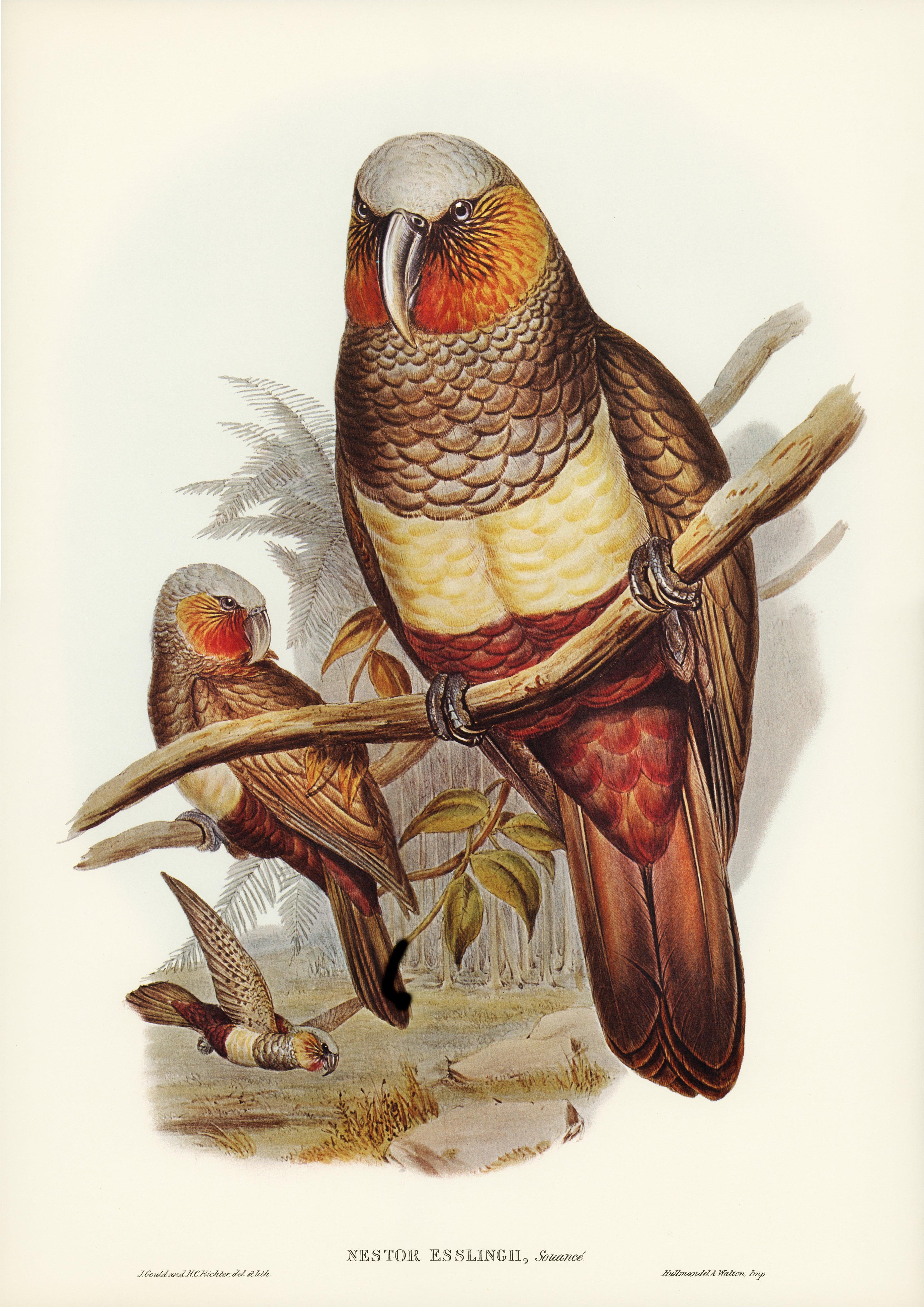 Kaka Papagei und Kaka-Kura - Printree.ch Aquarell, farbenfroh, Malerei, Ornithologie, Poster, Singvogel, vintage, Vogel, wildes Leben, wildlife