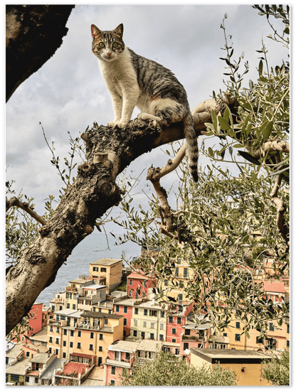 Katze im Baum - Printree.ch Architektur, Blick, cinque, Dorf, einfachschweizer, Europa, exklusiv, Foto, Fotografie, Gesicht, im Freien, Italien, Katze, Katzen, Landschaft, landschaftlich, Ligurien, Meer, Mittelmeer, Natur, orange, Porträt, Poster, Reisen, Riomaggiore, Sommer, Sonnenuntergang, Stadt, Strand, terre, Tier, Tiere, Tourismus, Urlaub