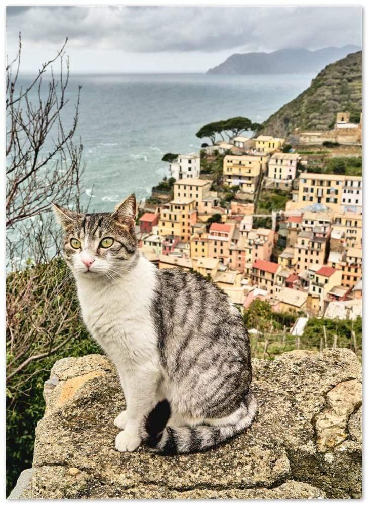 Katze Riomaggiore - Printree.ch Architektur, Blick, cinque, Dorf, einfachschweizer, Europa, exklusiv, Foto, Fotografie, Gesicht, im Freien, Italien, italienisch, Katze, Katzen, Landschaft, landschaftlich, Ligurien, Meer, Mittelmeer, Natur, orange, Porträt, Poster, Reisen, Riomaggiore, schwarz, Sommer, Sonnenuntergang, Stadt, Strand, terre, Tier, Tiere, Tourismus, Urlaub