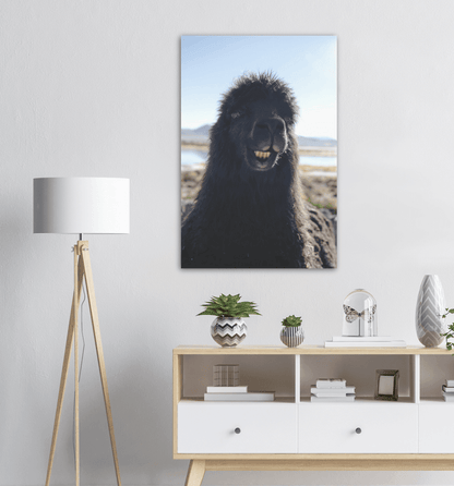 Lächelndes - Alpaca - Printree.ch berge, einfachschweizer, exklusiv, Foto, Fotografie, landschaft, Natur, Poster, Reisen, Südamerika, Tiere, tourismus