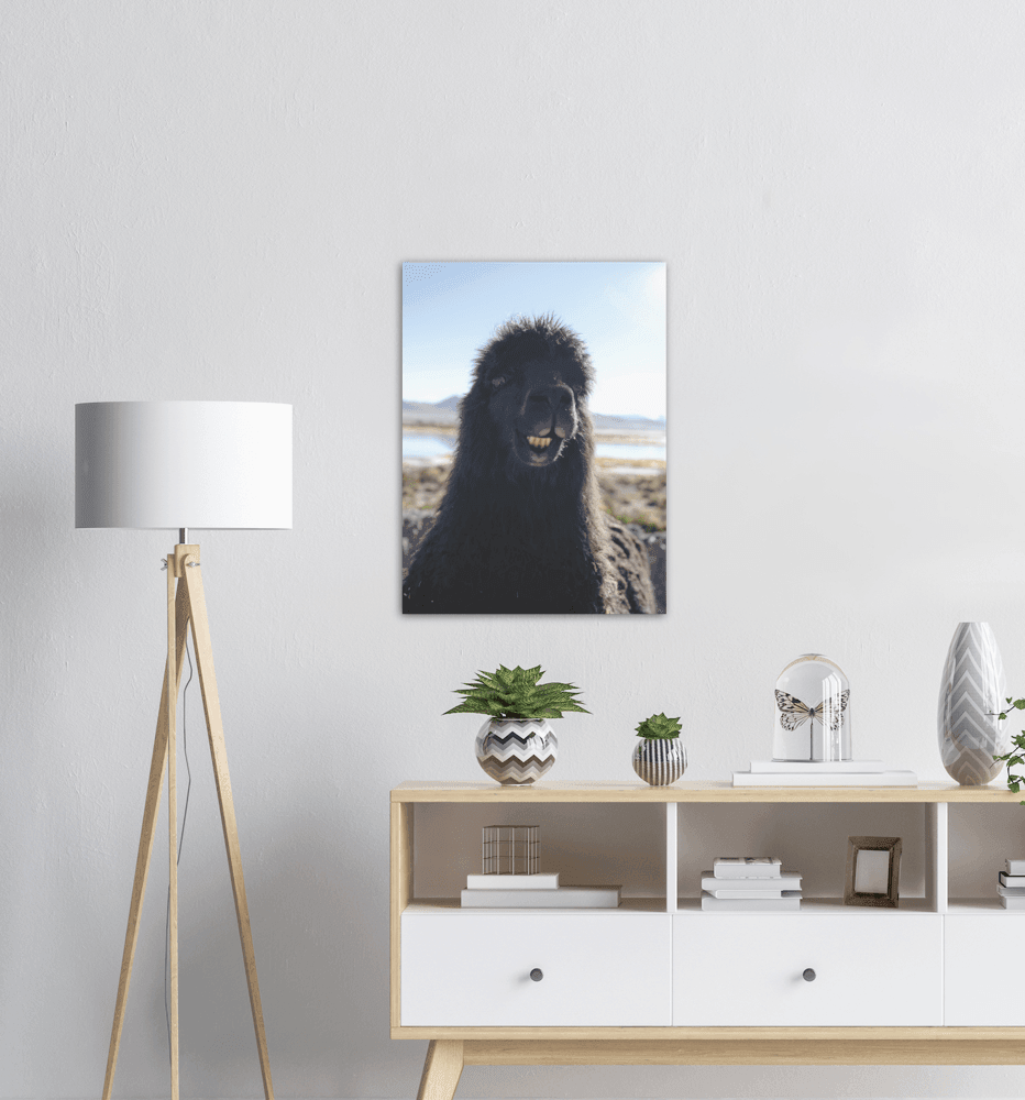 Lächelndes - Alpaca - Printree.ch berge, einfachschweizer, exklusiv, Foto, Fotografie, landschaft, Natur, Poster, Reisen, Südamerika, Tiere, tourismus