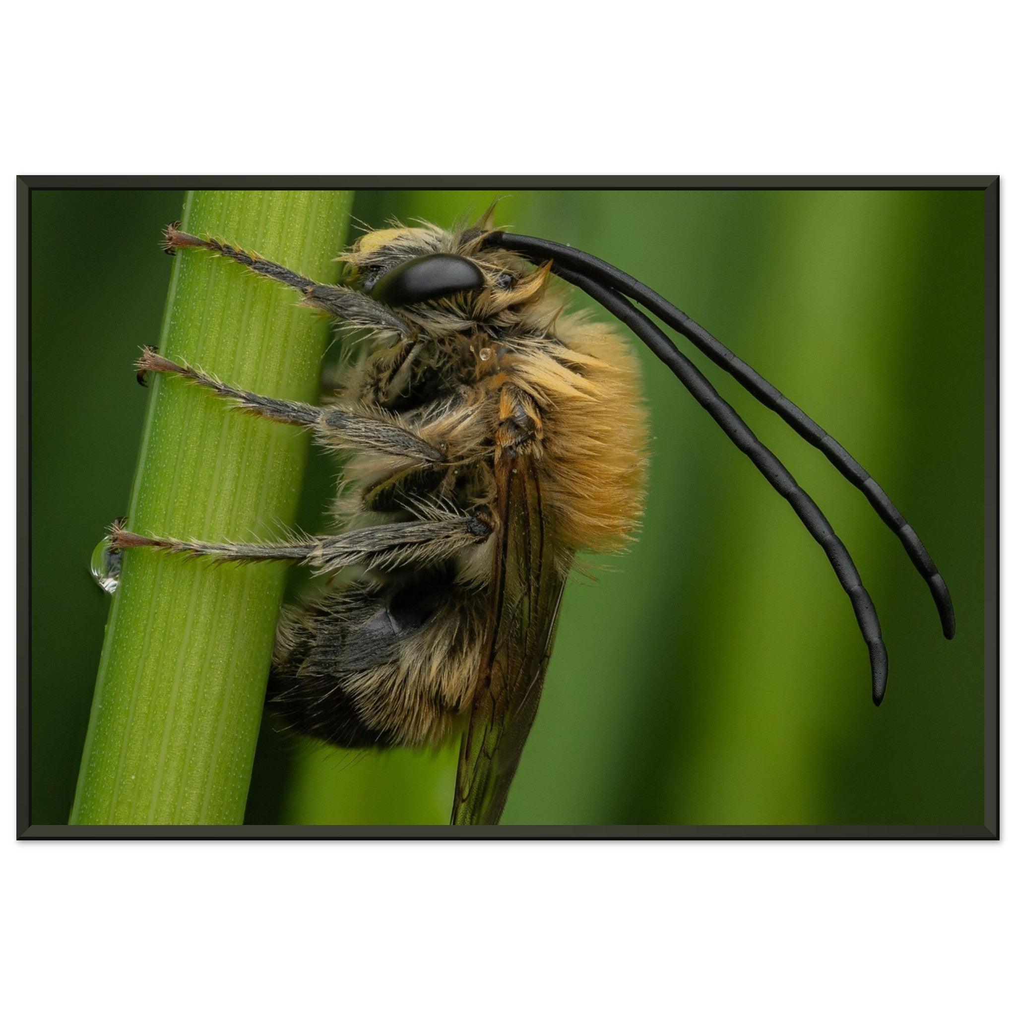 Langhornbiene am Schlafplatz - Printree.ch Auge, Blume, erstaunliche natur, Farbe, farbig, Fauna, Fliege, Frühling, grün, im Freien, Insekt, Käfer, Macro, Makro, Nahaufnahme, Natur, Naturschönheit, natürlich, Pflanze, schön, Sommer, Tierwelt, Tilmann Schnyder, Umwelt, wild, Wildtiere