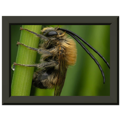 Langhornbiene am Schlafplatz - Printree.ch Auge, Blume, erstaunliche natur, Farbe, farbig, Fauna, Fliege, Frühling, grün, im Freien, Insekt, Käfer, Macro, Makro, Nahaufnahme, Natur, Naturschönheit, natürlich, Pflanze, schön, Sommer, Tierwelt, Tilmann Schnyder, Umwelt, wild, Wildtiere