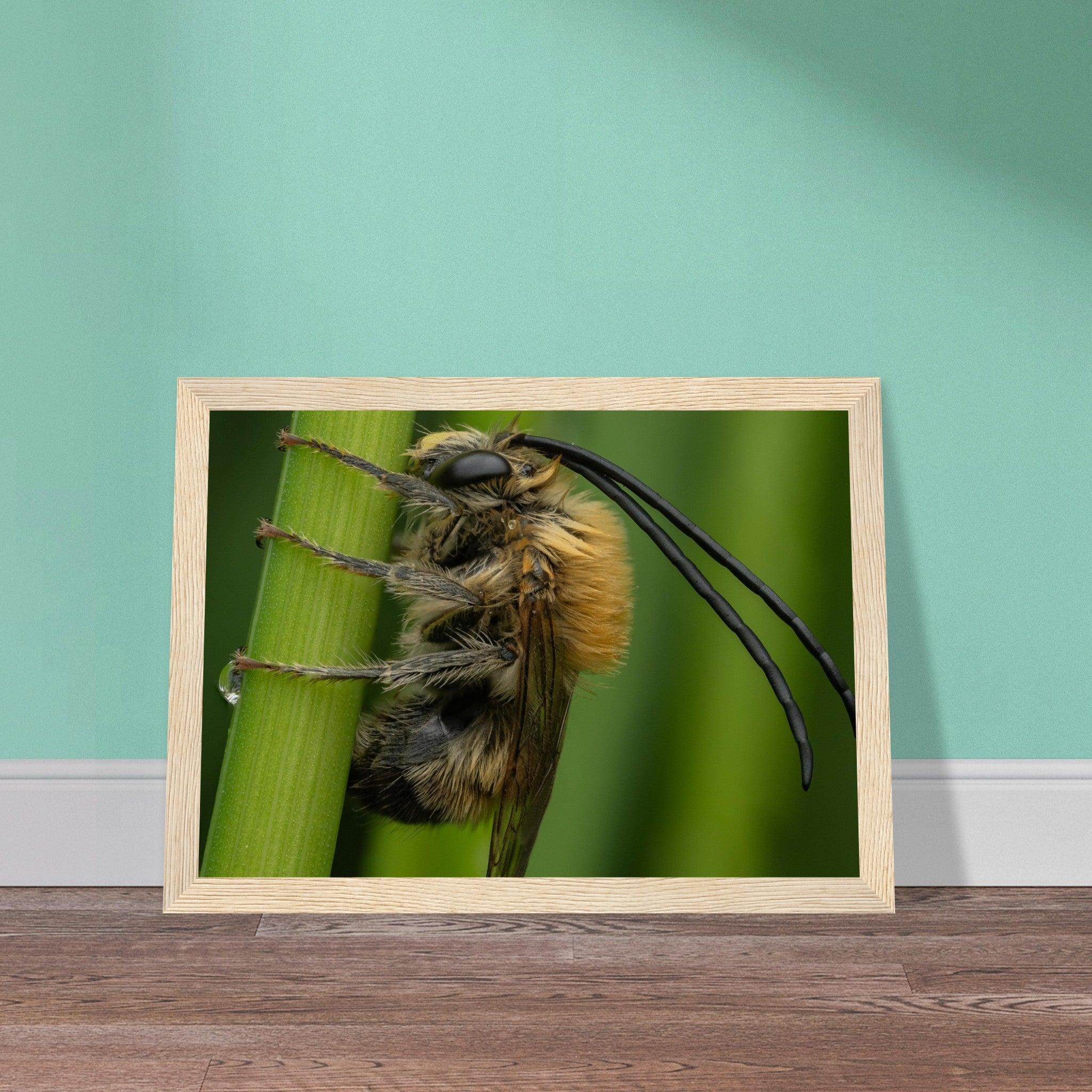 Langhornbiene am Schlafplatz - Printree.ch Auge, Blume, erstaunliche natur, Farbe, farbig, Fauna, Fliege, Frühling, grün, im Freien, Insekt, Käfer, Macro, Makro, Nahaufnahme, Natur, Naturschönheit, natürlich, Pflanze, schön, Sommer, Tierwelt, Tilmann Schnyder, Umwelt, wild, Wildtiere