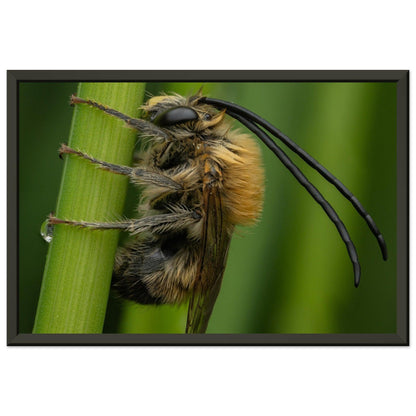 Langhornbiene am Schlafplatz - Printree.ch Auge, Blume, erstaunliche natur, Farbe, farbig, Fauna, Fliege, Frühling, grün, im Freien, Insekt, Käfer, Macro, Makro, Nahaufnahme, Natur, Naturschönheit, natürlich, Pflanze, schön, Sommer, Tierwelt, Tilmann Schnyder, Umwelt, wild, Wildtiere